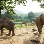 Khao Lak Elephant care programs