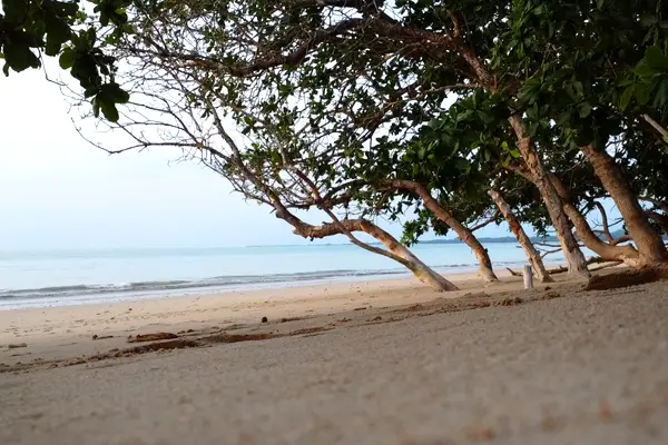 White Sand Beach under the trees 1