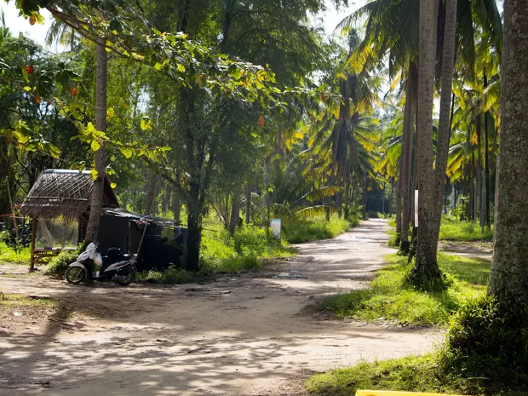 Coconut Beach Palm Three Access 768x576