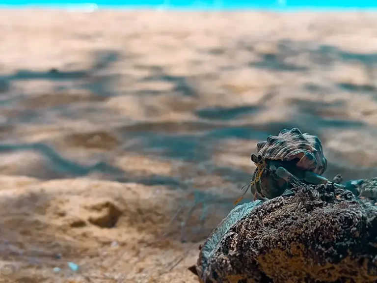 Khuk Khak Beach Hermit Crab 768x576