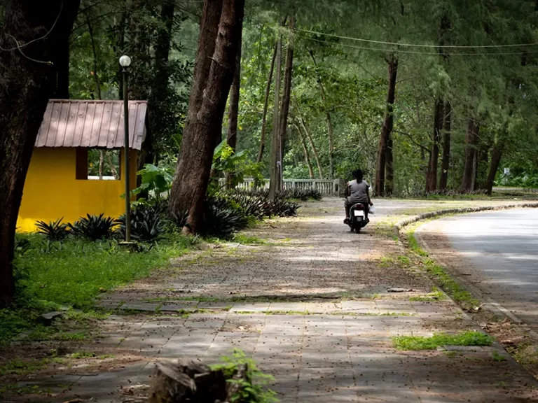 Bang Sak Long Road High Trees 768x576