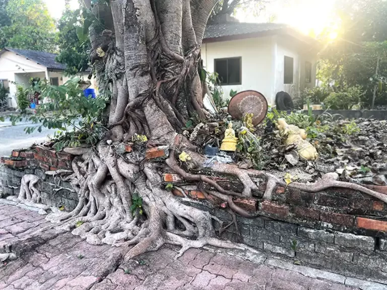 Banyan Tree at Wat Phadung Tham Phothi 768x577