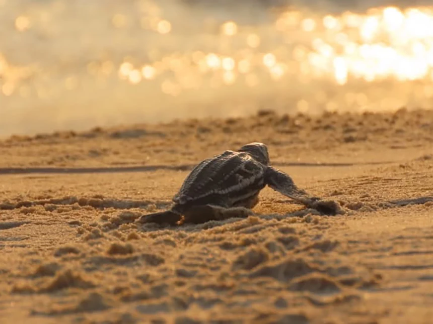 Sea Turtle to the sea