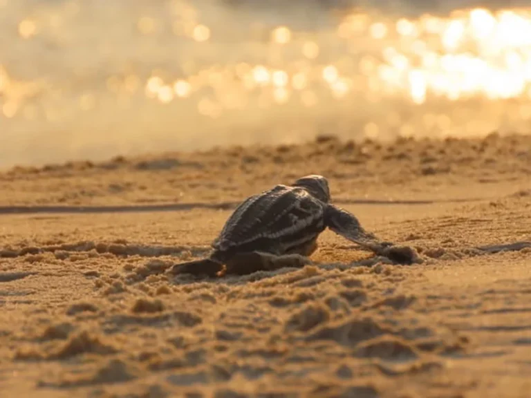 Sea Turtle to the sea 768x576